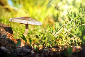 One mushroom in the grass in the sunlight closeup