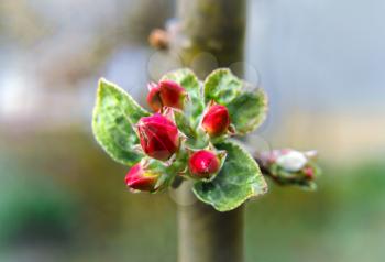Buds of apple tree flowers close-up on a blurred background