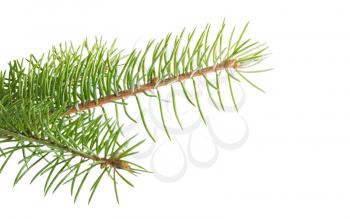 Christmas tree branch isolated on a white background