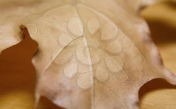 Dry maple leaf close up on a wooden background