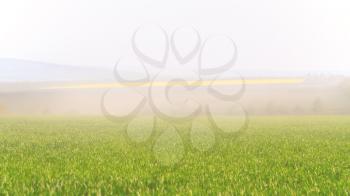Landscape of a summer morning with fog over wheat fields