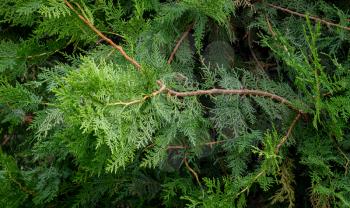 Natural background from the branches of an evergreen shrub