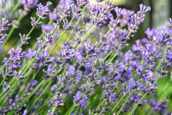 Background from stalks of blooming lavender close up