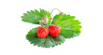 Ripe strawberries on a green leaf isolated on white background