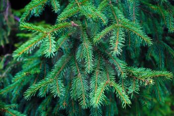 Green fir-tree branch background. Shallow depth of field. Selective focus.