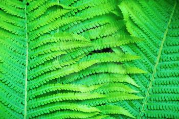 Fresh bright green fern leaves as a background.