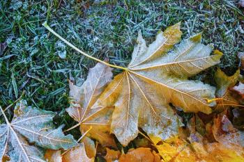 First frost on a maple leaves and grass. Hoarfrost and fallen leaves.