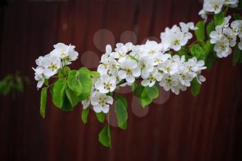 Photo of blossoming tree branch with white flowers on bokeh bright brown background