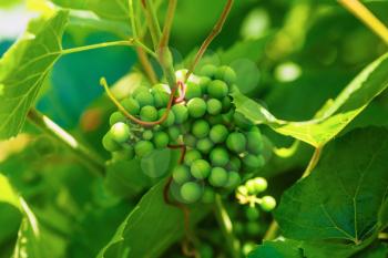Bunch of unripened green grapes on a blurred background of green foliage. Shallow depth of field. Selective focus.