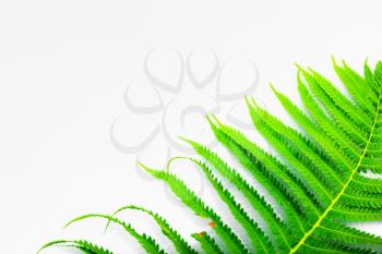 Green fern on a light gray background with space for text. Selective focus.