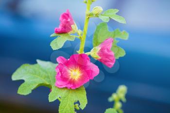 Beautiful bright purple mallow flowers on a blue background. Hollyhock flower. Shallow depth of field. Selective focus.
