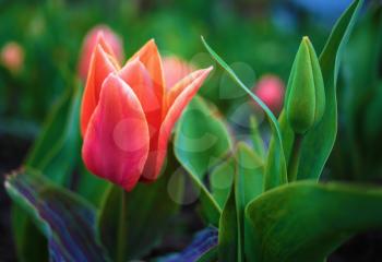Bright scarlet tulip flower and green leaves. Soft focus effect. Shallow depth of field. Selective focus.