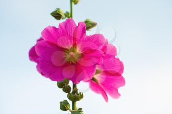 Bright purple hollyhock flowers on a light background. Mallow flowers. Shallow depth of field. Selective focus.