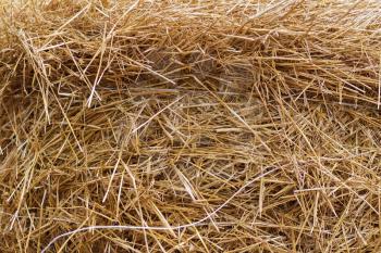 Hay straw texture background. Fodder for livestock.