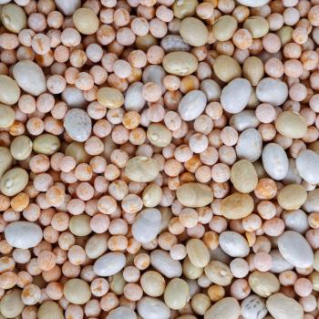 Abstract background texture. Mixed dried beans. Yellow peas and haricot.