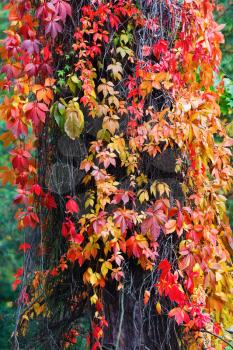 Red virginia creeper leaves. Bright autumn foliage. Climbing plant in autumn. Vertical shot.