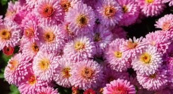Many beautiful pink chrysanthemum flowers. flowers as background. Selective focus.
