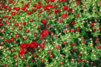 Many small red flowers of chrysanthemums among lush green foliage.