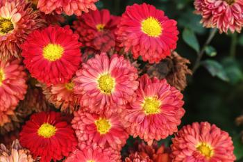 Many beautiful red chrysanthemum flowers as background. Selective focus.