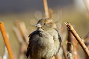 Closeup of a sparrow bird perched on branch against blurred background. Shallow depth of field. Selective focus.