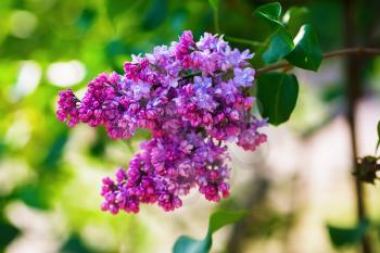 Blooming bright pink and purple lilac bush. Lilac blooms in the garden.