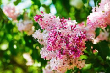 Blooming bright pink lilac bush. Beautiful lilac blooms in the garden.