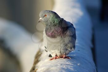 Pigeon sitting on the snow in winter. Urban dove. Shallow depth of field. Selective focus.