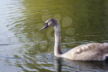 Young swan floating in a pond. Selective focus.