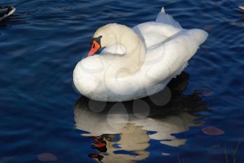 Graceful white swan and its reflection in blue water.