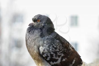 Urban pigeon in profile. Closeup of dove. Selective focus.