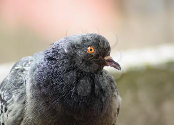 Closeup of pigeon. Urban dove. Selective focus.Shallow depth of field. Selective focus.