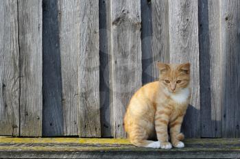 Ginger tabby cat sitting against the background of the wood fence.