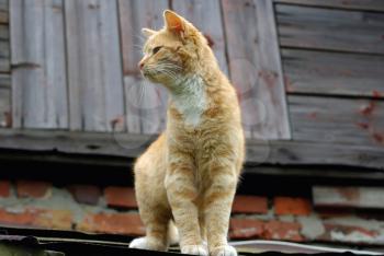 Ginger tabby cat sitting on the roof of an old wooden house. Selective focus.