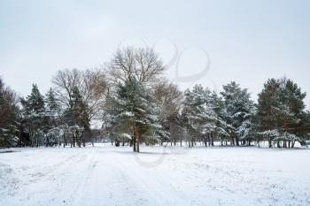 Winter landscape. Snow covered trees in the park.