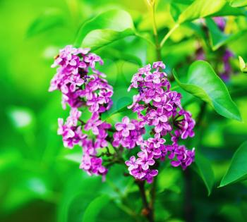 Lilac blooms on bright green leaves background. Spring lilac flowers. Shallow depth of field. Selective focus.