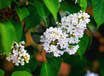 White lilac flowers in the garden. Spring flowering. Selective focus.