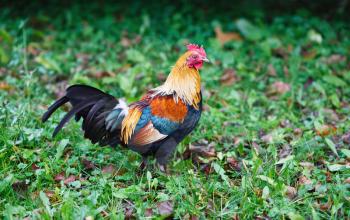 Colorful rooster on green nature background. Brown cock on the farm. Selective focus.