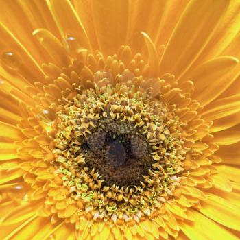 Yellow gerbera flower. Beautiful gerbera blooms. Shallow depth of field. Selective focus.