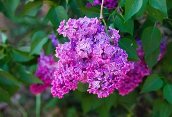 Purple lilac blooms. Branch of blossoming lilac. Selective focus.