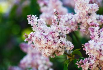 Pink lilac flowers. Spring blossom. Selective focus
