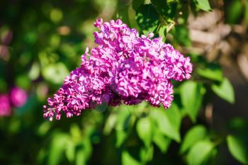Purple lilac blooms in the garden. Selective focus.