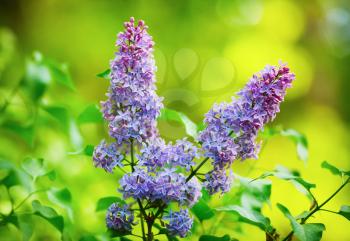 Spring lilac flowers. Lilac blooms on bright green leaves background. Selective focus.