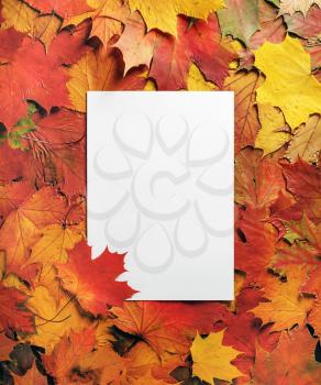 Blank letterhead and autumn maple leaves. Flat lay.