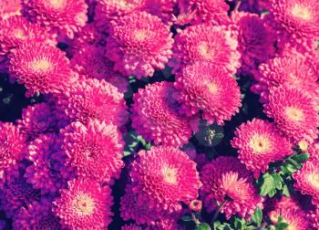 Many beautiful purple chrysanthemum flowers as background. Selective focus. Top view.