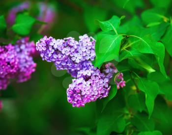 Blossoming lilac flowers. Spring flowering. Shallow depth of field. Selective focus.