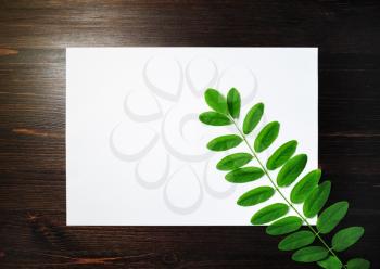 Blank white letterhead and acacia branch with green leaves on wooden background. Nature concept. Copy space for text. Flat lay.
