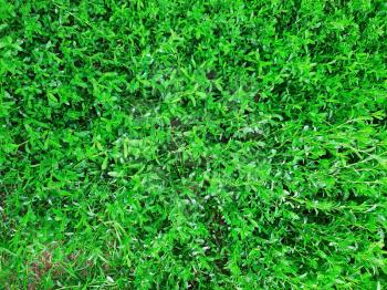 Natural green grass background. Green lawn background.