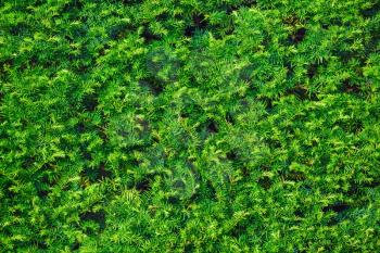 Close-up fragment of a coniferous green hedge.