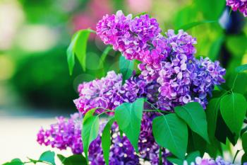 Spring lilac flowers. Lilac blooms in the garden. Shallow depth of field. Selective focus.