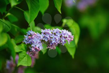 Spring lilac flowers. Lilac blooms and green leaves. Shallow depth of field. Selective focus.